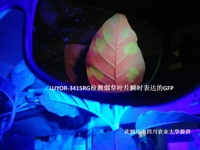 LUYOR-3415RG照射煙草葉片中的GFP瞬時(shí)表達(dá)