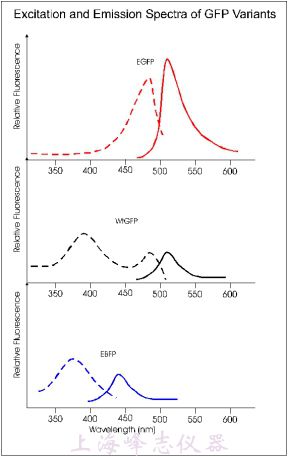 GFP變體的激發(fā)波長(zhǎng)和發(fā)射波長(zhǎng)數(shù)據(jù)
