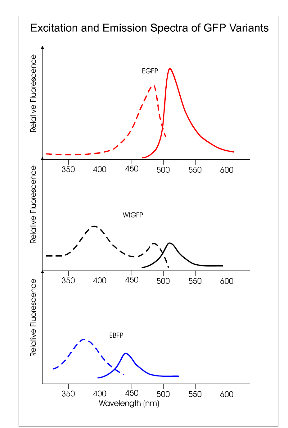 GFP和YFP激發(fā)光和發(fā)射光波長(zhǎng)