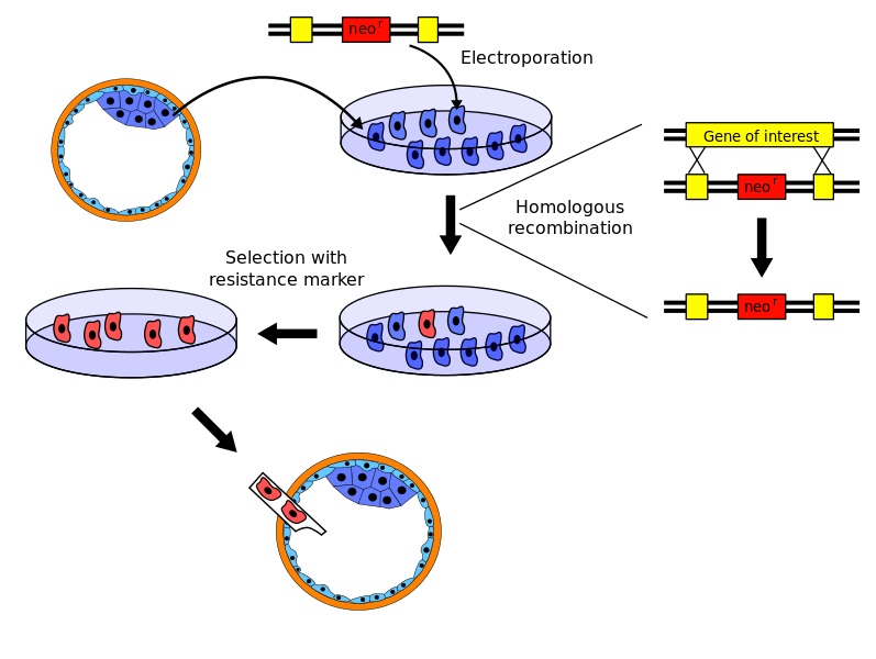 What-is-the-Difference-Between-Transient-and-Stable-Transfection_Figure2.jpg