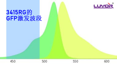 用GFP的激發(fā)光激發(fā)YFP是什么顏色？